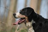 BOUVIER D'APPENZELL 036